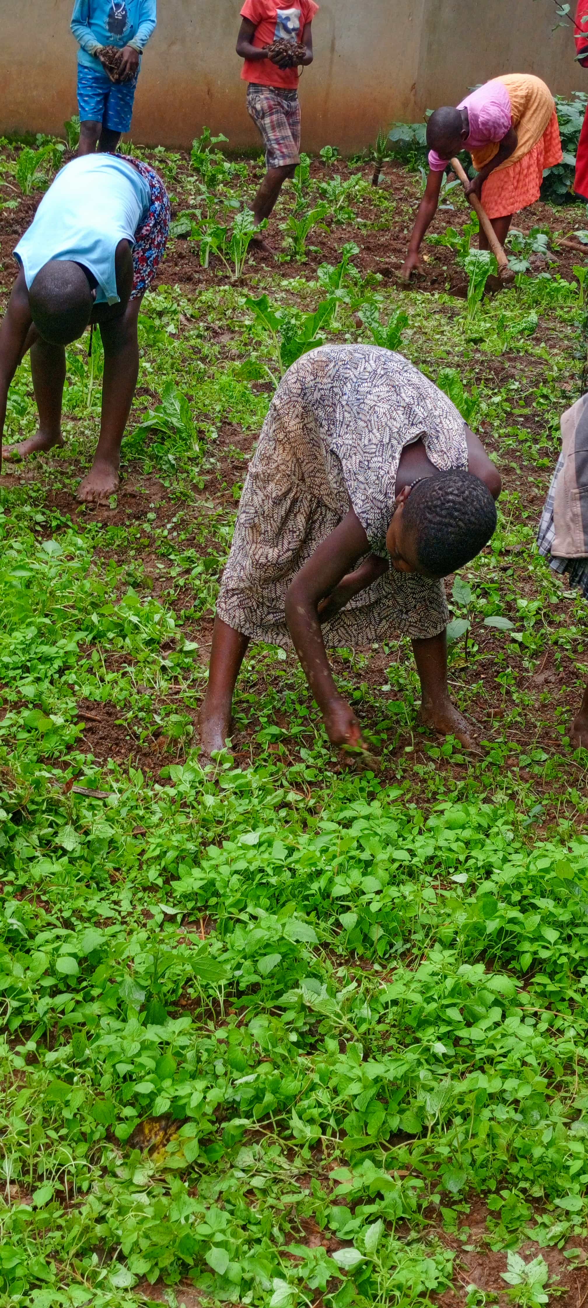 Sustainable food sources
